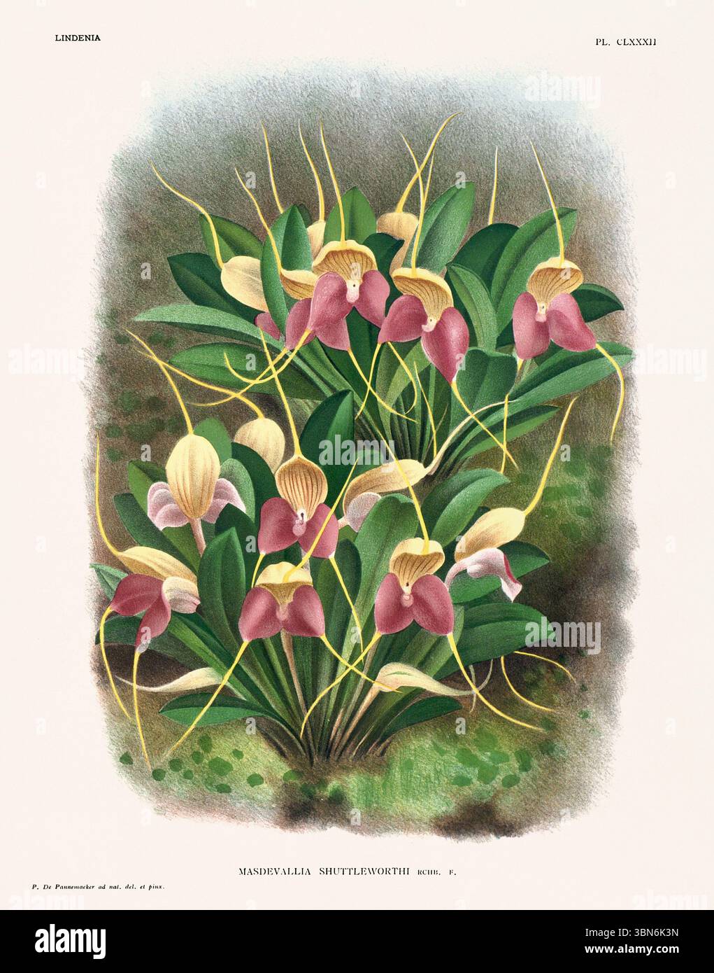Orchideenblumenillustration der Mansdevallia shuttleworthi. Blumenmuster aus dem 19. Jahrhundert. Antike botanische Kunstwerke aus Frankreich. Ca 1890. Stockfoto