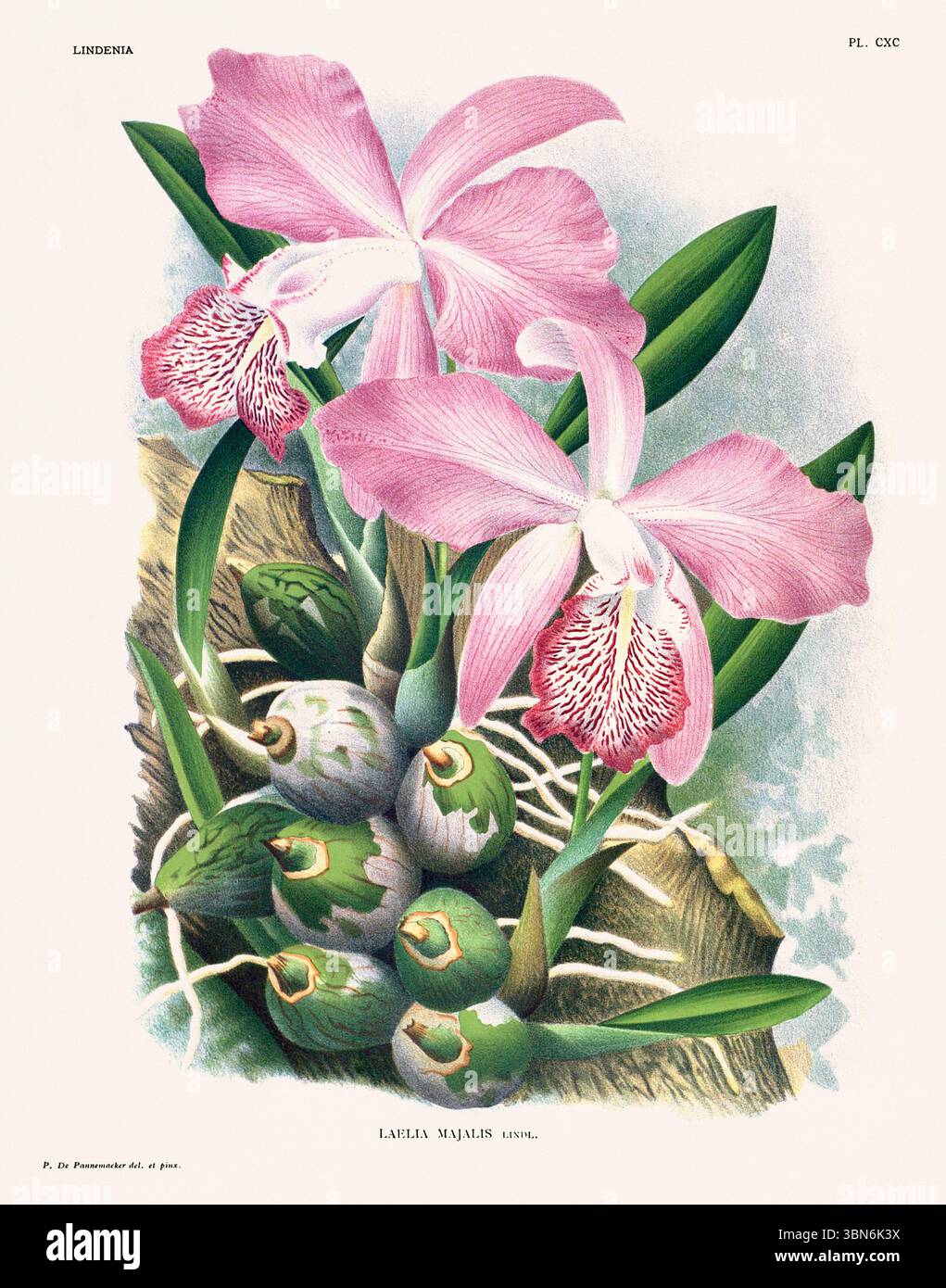 Orchideenblumen-Illustration von laelia majalis. Blumenmuster aus dem 19. Jahrhundert. Antike botanische Kunstwerke aus Frankreich. Ca 1890. Stockfoto