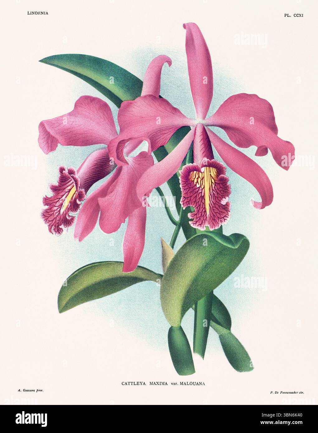 Orchideenblumen-Illustration von Cattleya maxima. Blumenmuster aus dem 19. Jahrhundert. Antike botanische Kunstwerke aus Frankreich. Ca 1890. Stockfoto