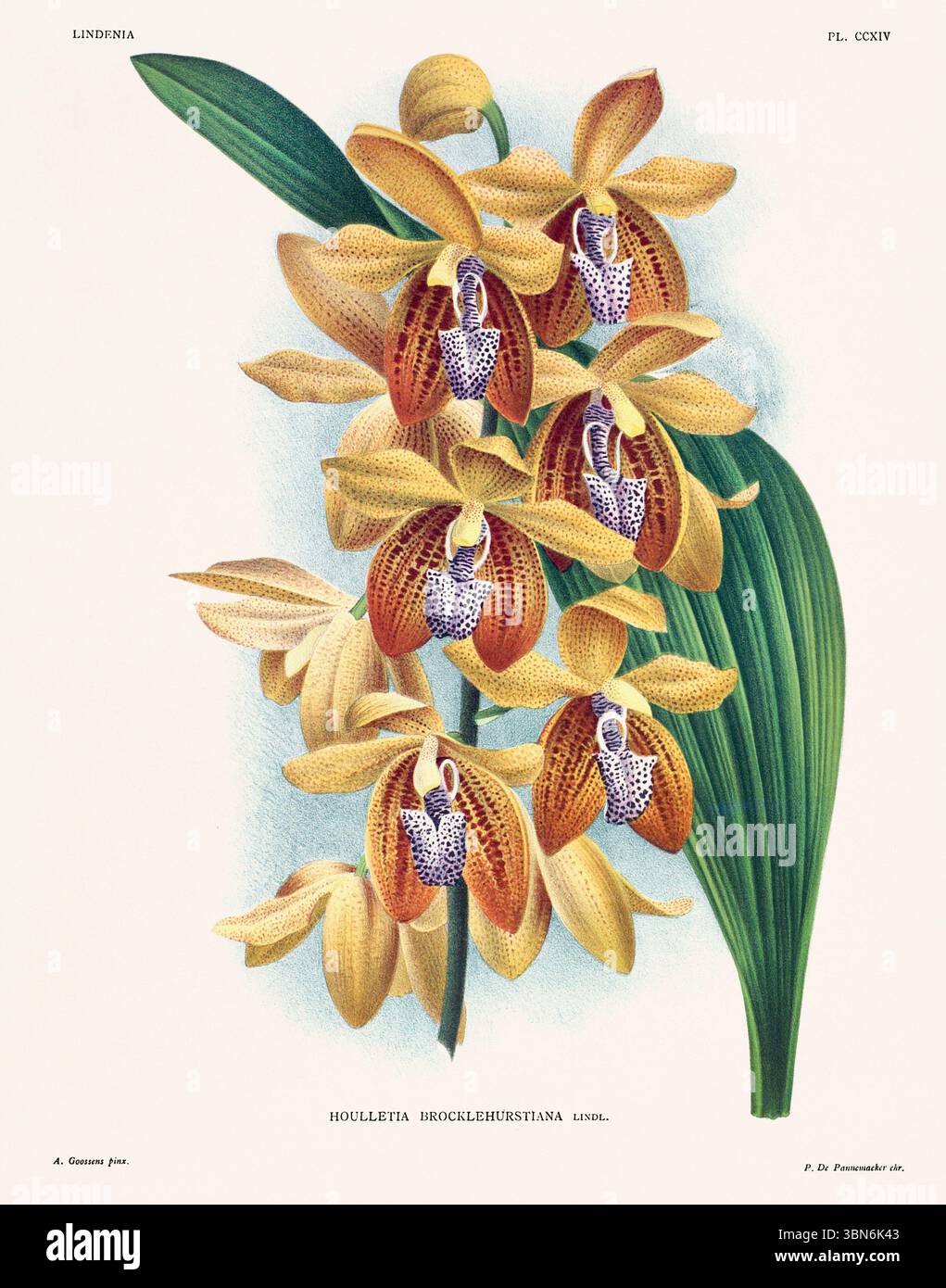 Orchideenblumenillustration der Houlletia brocklehurstiana. Blumenmuster aus dem 19. Jahrhundert. Antike botanische Kunstwerke aus Frankreich. Ca 1890. Stockfoto