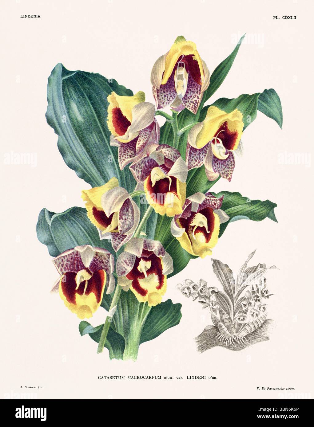 Orchideenblumendarstellung von Catasetum macrocarpum. Blumenmuster aus dem 19. Jahrhundert. Antike botanische Kunstwerke aus Frankreich. Ca 1890. Stockfoto