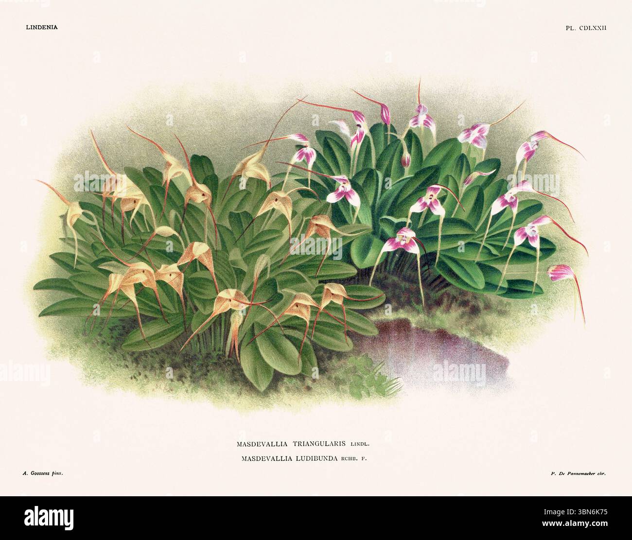 Orchideenblumen-Illustration von Masdevalla. Blumenmuster aus dem 19. Jahrhundert. Antike botanische Kunstwerke aus Frankreich. Ca 1890. Stockfoto