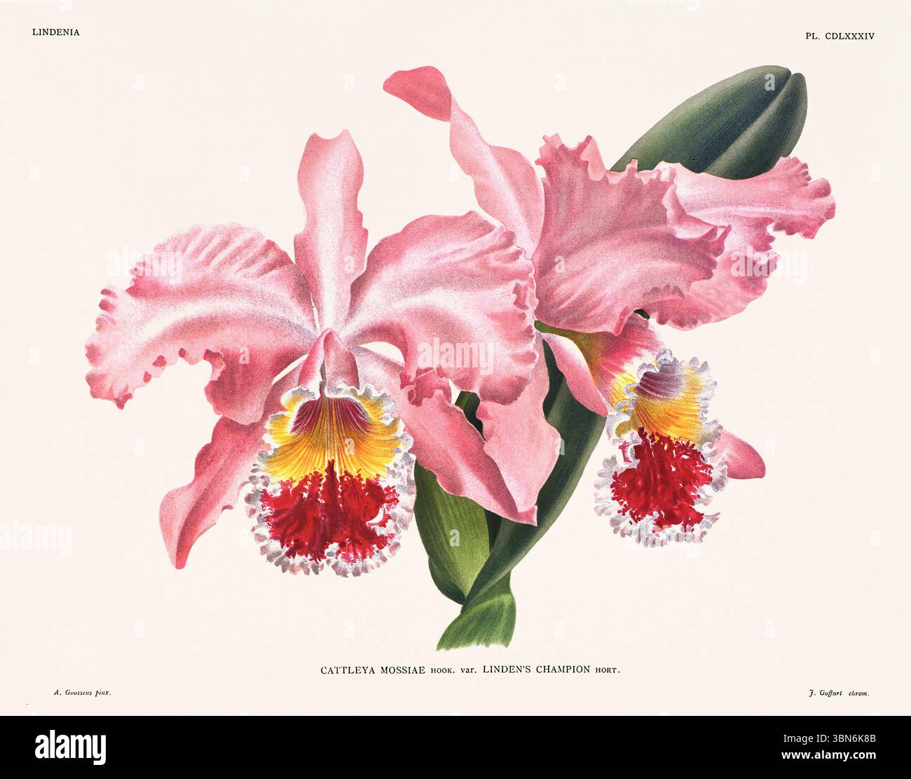 Orchideenblumendarstellung von Cattleya mossiae. Blumenmuster aus dem 19. Jahrhundert. Antike botanische Kunstwerke aus Frankreich. Ca 1890. Stockfoto