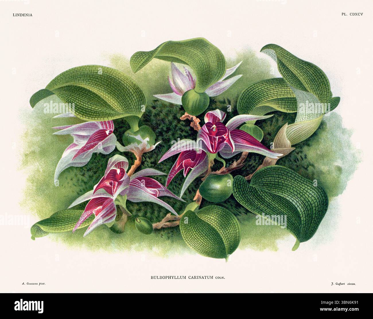Orchideenblumenillustration von bulbophyllum carinatum. Blumenmuster aus dem 19. Jahrhundert. Antike botanische Kunstwerke aus Frankreich. Ca 1890. Stockfoto