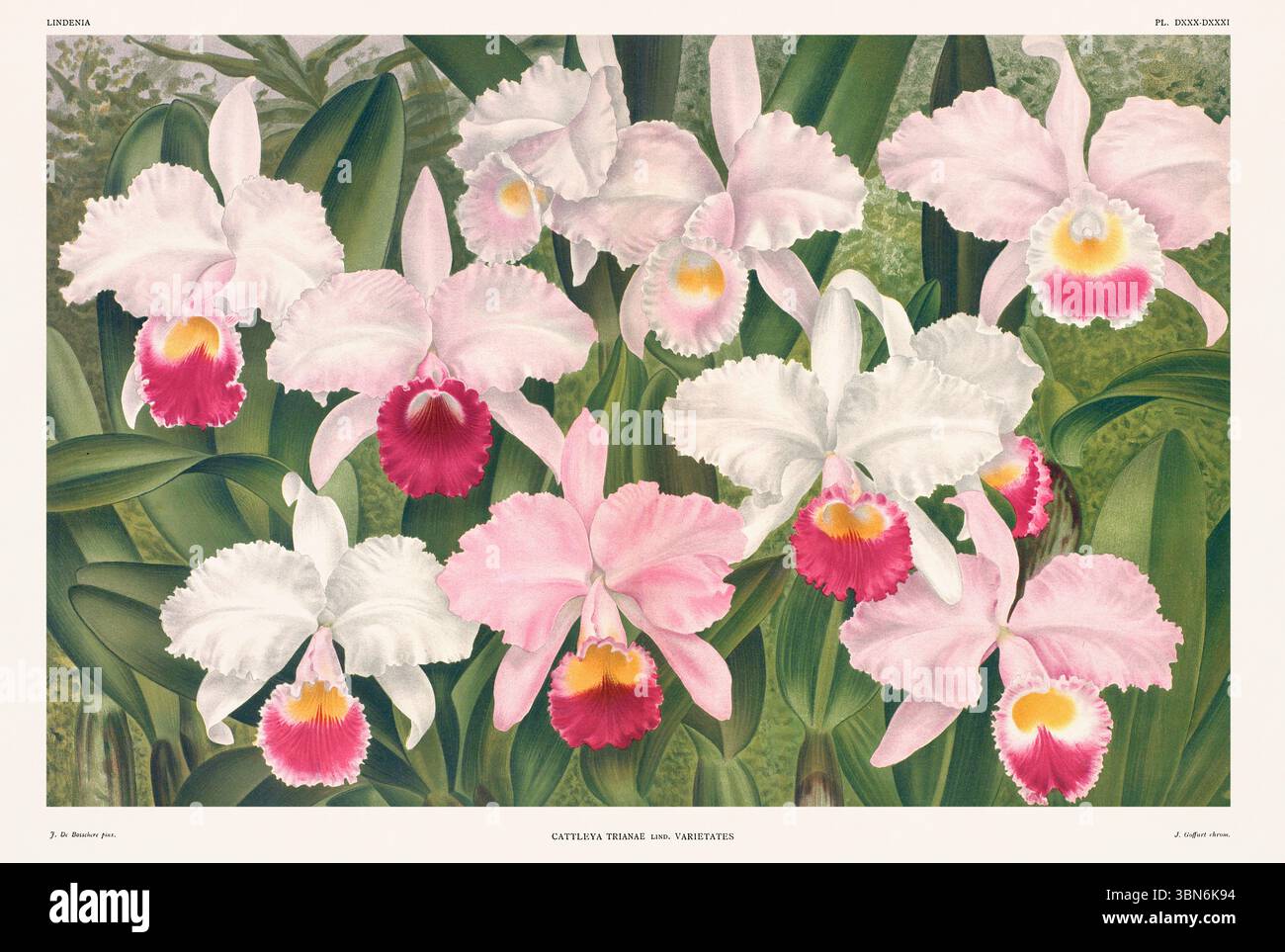 Orchideenblumendarstellung von Cattleya trianae. Blumenmuster aus dem 19. Jahrhundert. Antike botanische Kunstwerke aus Frankreich. Ca 1890. Stockfoto