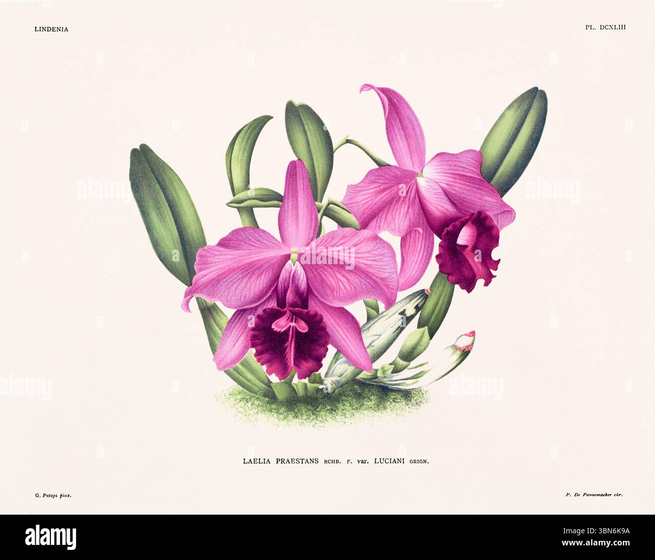Orchideenblumen-Illustration von laelia praestans. Blumenmuster aus dem 19. Jahrhundert. Antike botanische Kunstwerke aus Frankreich. Ca 1890. Stockfoto