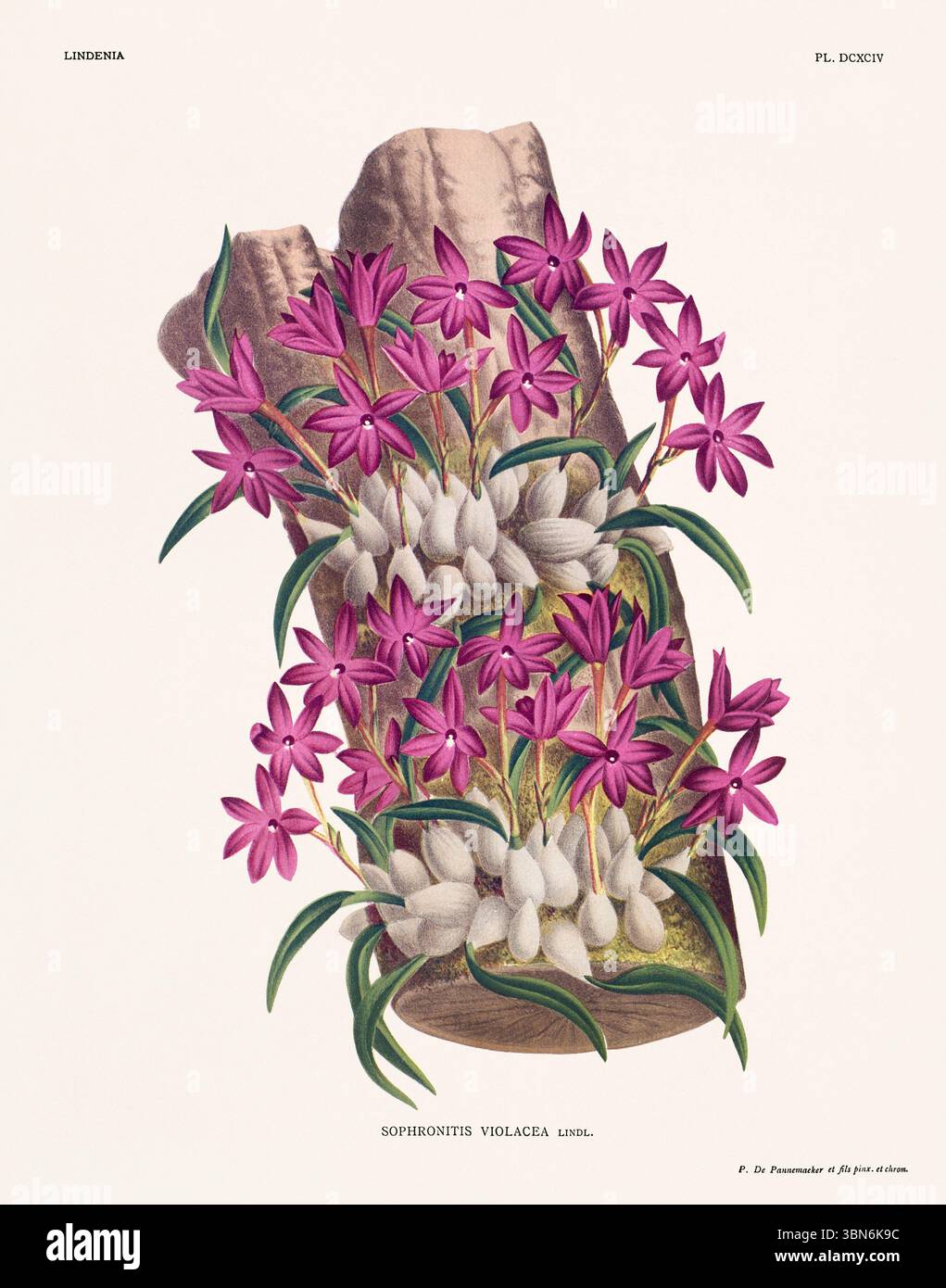 Orchideenblumendarstellung der Sophronitis violacea. Blumenmuster aus dem 19. Jahrhundert. Antike botanische Kunstwerke aus Frankreich. Ca 1890. Stockfoto