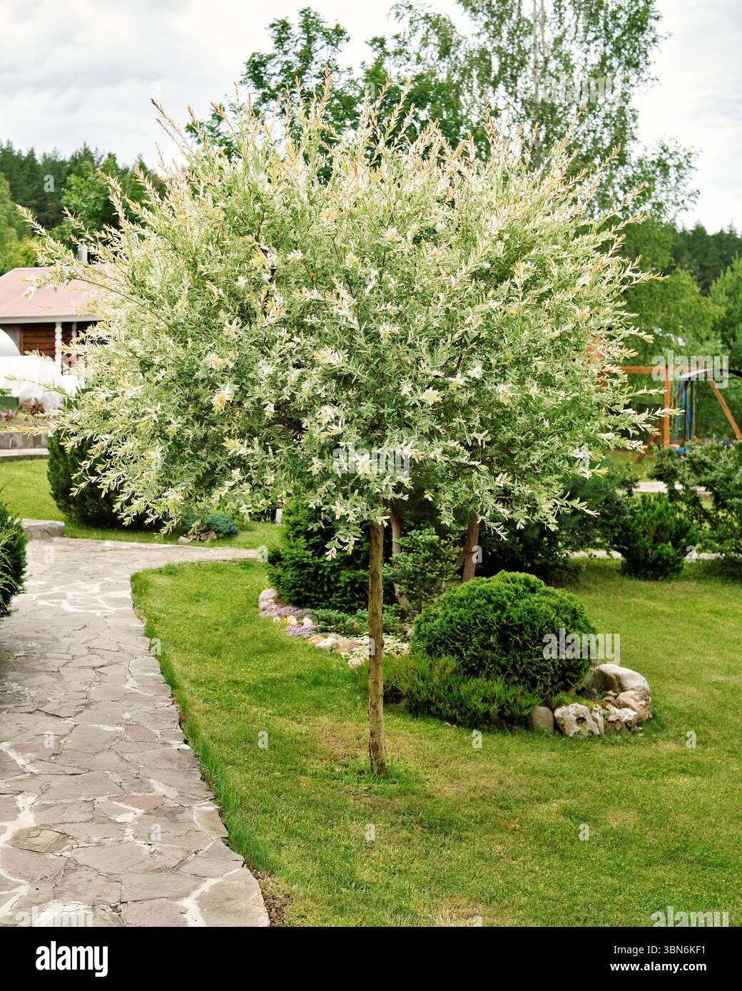 Japanische Doppel-Weide Hakuro-Nishiki in landschaftlich gestaltetem Garten. Weidenzweige mit weißen und pinkfarbenen Blättern, die wie ein Ball geformt sind. Landschaftsdesign-Konzept. Stockfoto