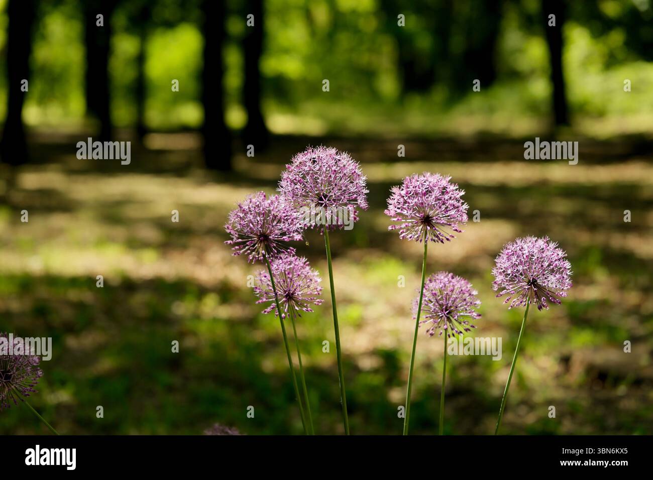 Nahaufnahme lila Blumen „Wild Owiebel“ oder Allium giganteum im Sommer im Garten. Stockfoto