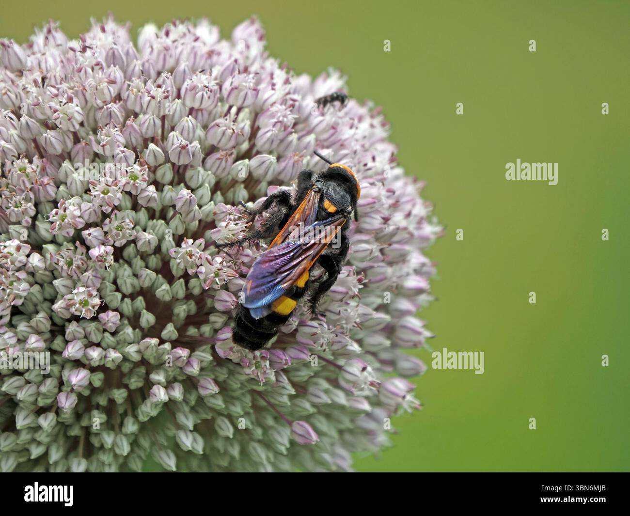 Weibliche Mammutwespe (Megascolia maculata) mit gelbem Gesicht, das Nektar der Kompositblume nährt, Pratolino, Florenz, Italien Stockfoto