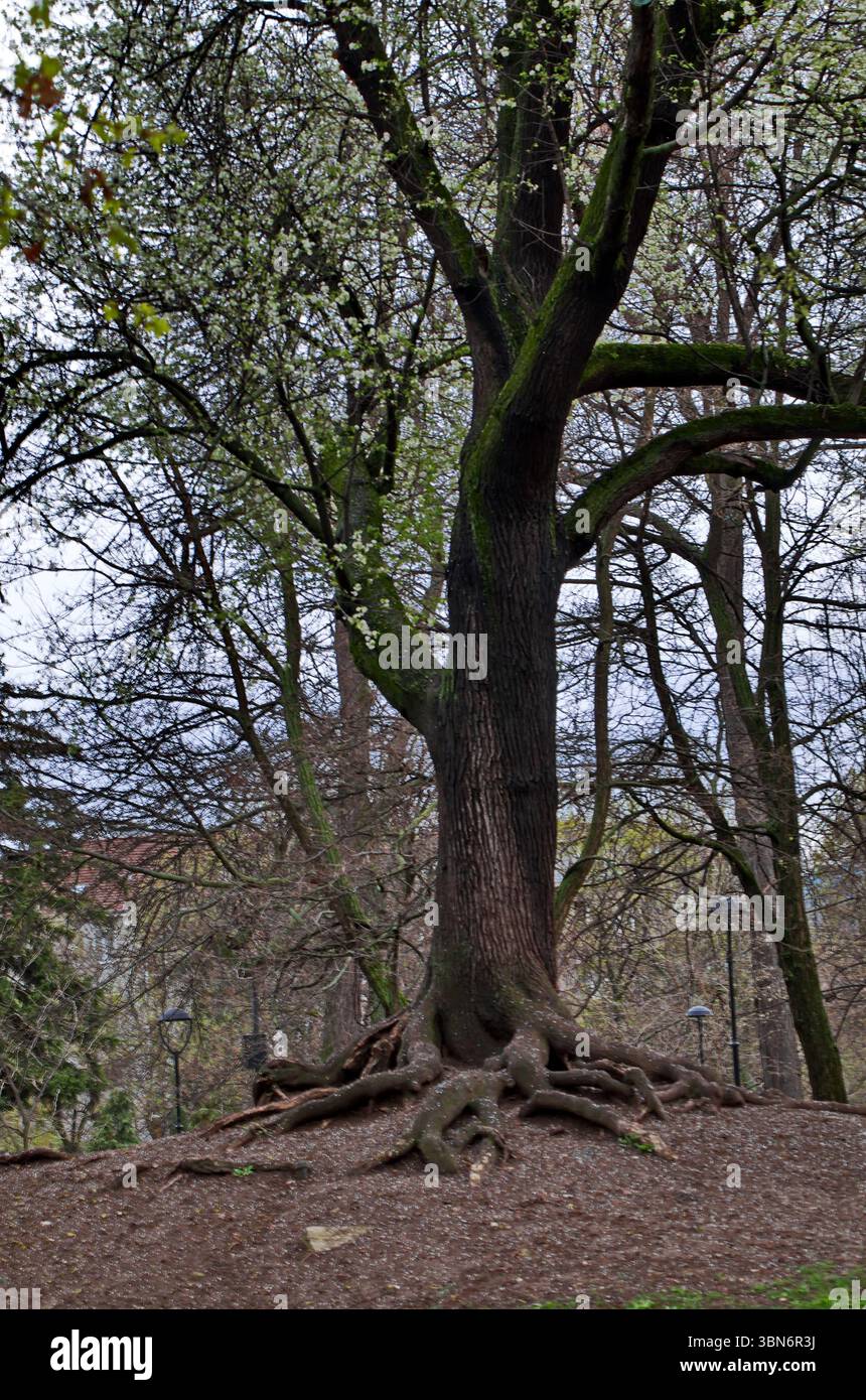 Malerische Aussicht auf einen sehr alten Laubbaum in der Frühlingsblüte mit einem riesigen Wurzelsystem, von dem ein Teil über der Erde liegt, Sofia, Bulgarien Stockfoto