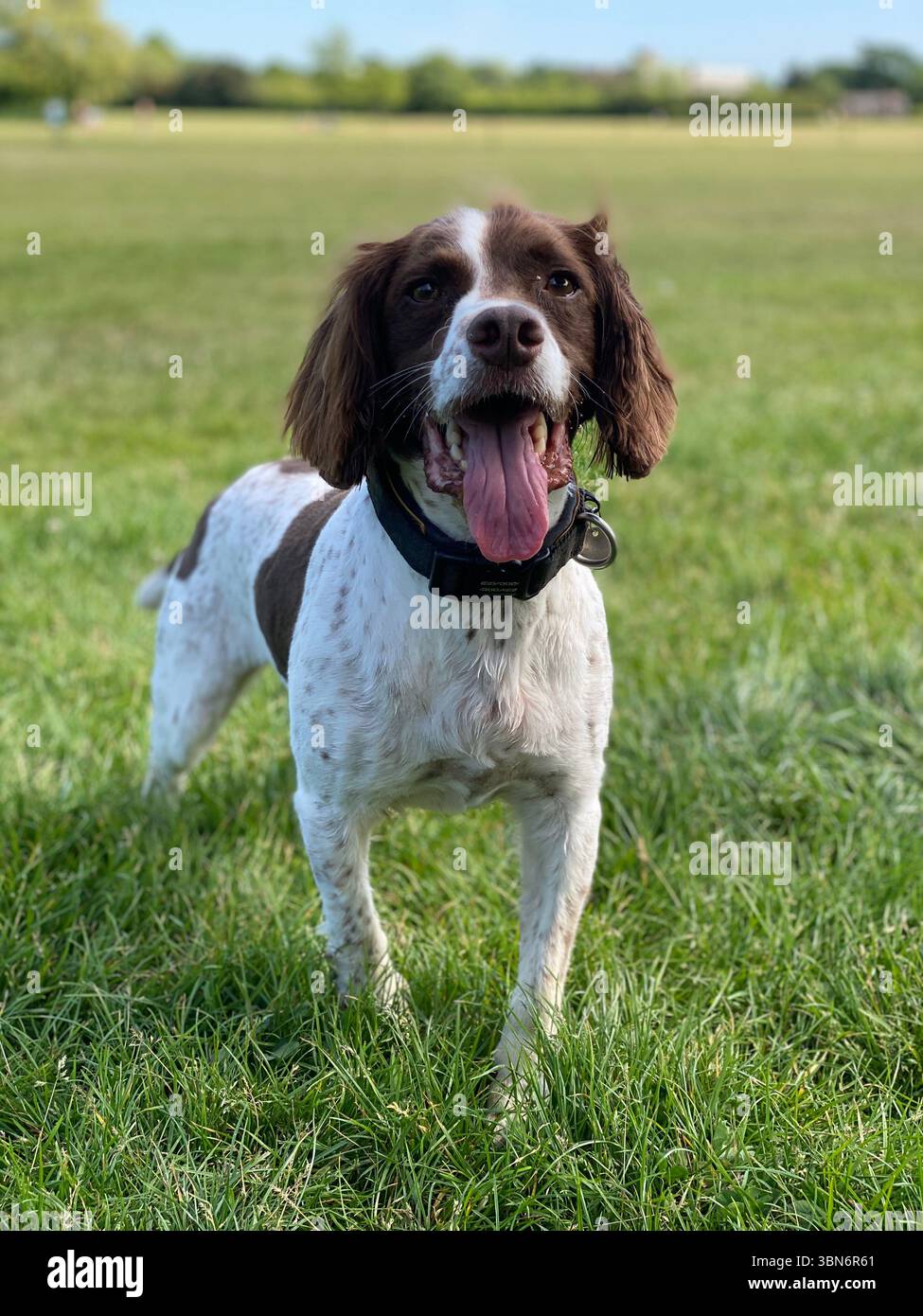 Glücklicher springer Spaniel, stehend mit offenem Mund und Blick in die Kamera Stockfoto