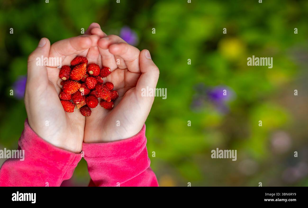 Kind, das wilde Erdbeeren im Freien hält. Nahaufnahme der Hände eines Kindes, gefüllt mit frisch gepflückten wilden Erdbeeren, gefangen in einem Garten Stockfoto