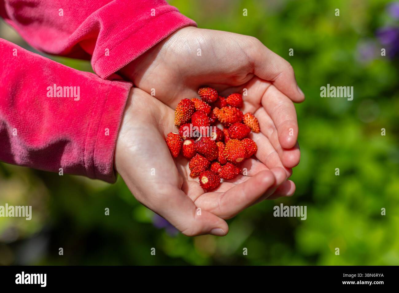 Frische wilde Erdbeeren in Kinderhänden. Ein Kind, das frisch geerntete wilde Erdbeeren in schalen Händen hält, zeigt natürliche Ernte, Frische und Stockfoto