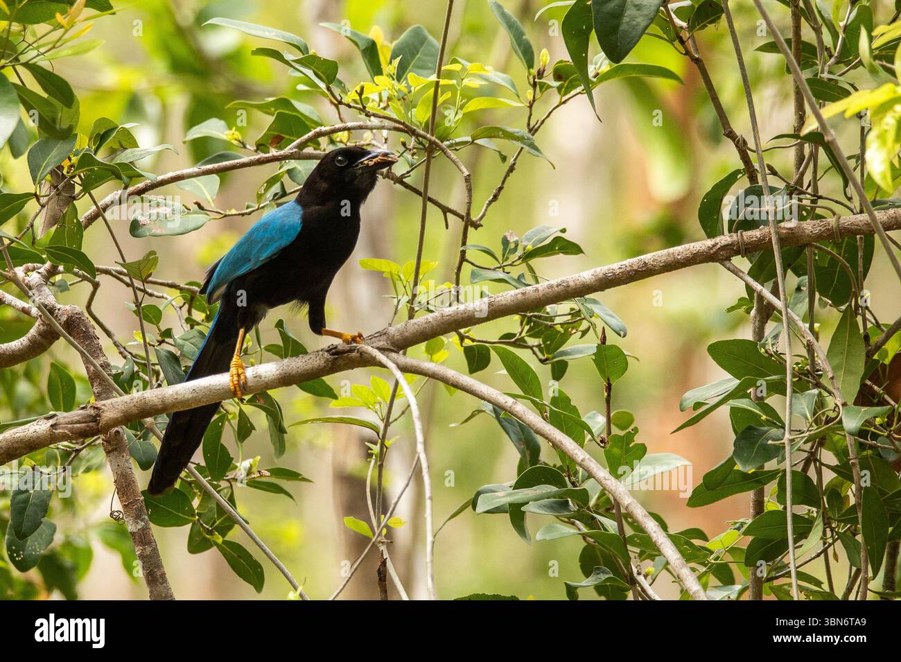 Endemischer blauer jay mit gelben Beinen im tropischen Regenwald der Halbinsel Yucatan, umgeben von grüner Vegetation mit verschwommenem Hintergrund Stockfoto