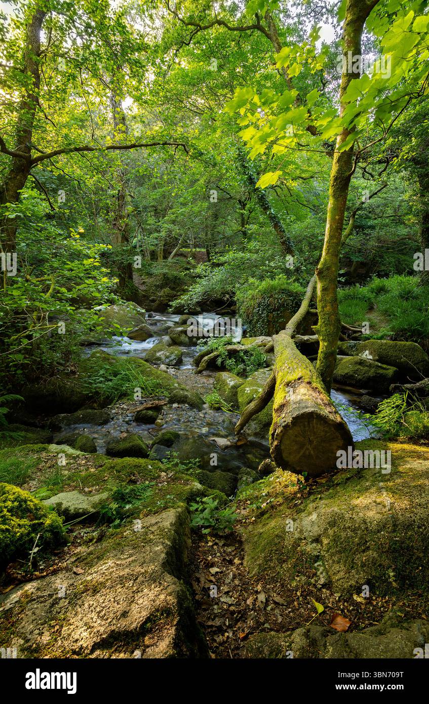 Ein abgehackter Baum auf dem Fluss Mavey an der Shaugh Bridge Stockfoto