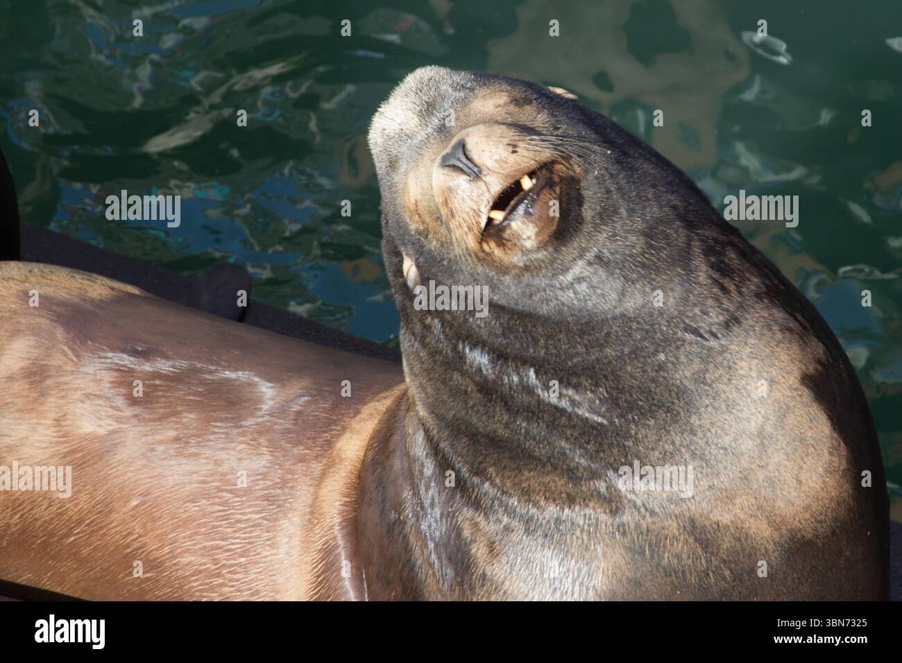 Newport, Oregon, USA - 27. Februar 2017: Ein Seelöwe sonnt sich in der Sonne und zeigt seine Zähne. Sie versammeln sich hier, um sich von Fischresten von den Einheimischen zu ernähren Stockfoto