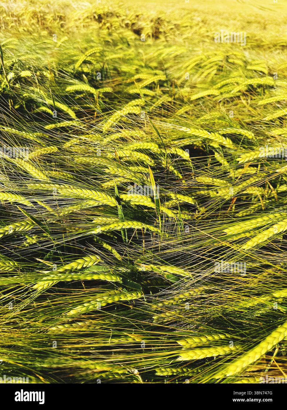 Nahaufnahme eines goldenen Weizenfeldes mit Reifen Stielen - Smartphone-aufgenommenes Stockfoto