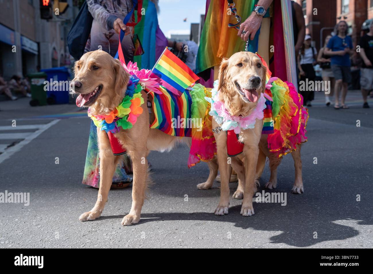 Zwei goldene Retriever, die sich am 28. Juni 2025 für Toronto Pride verkleidet haben. Stockfoto