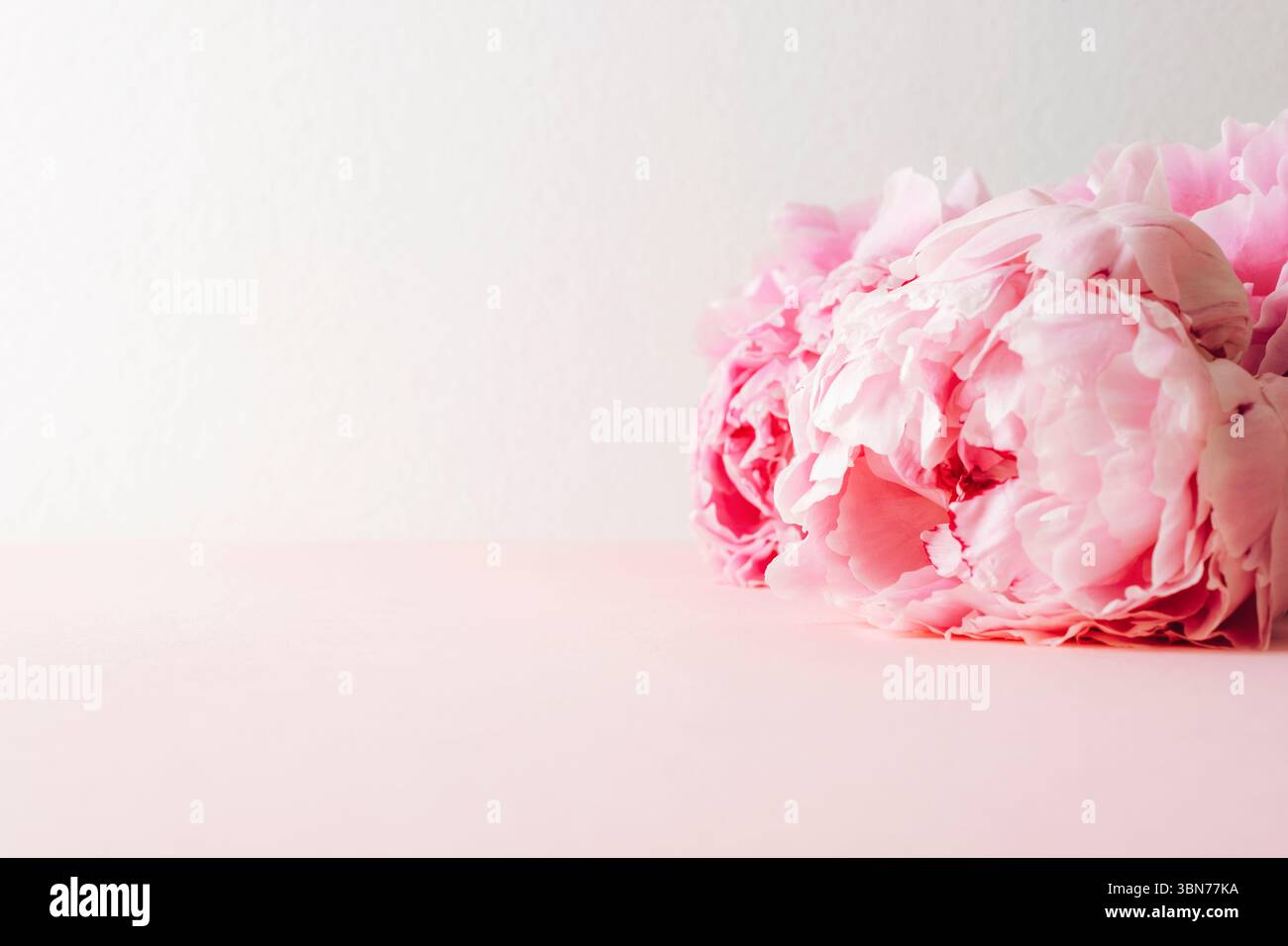 Rosa Pfingstrose Blume auf pastellfarbenem Hintergrund mit Kopierraum. Frühlingsferienkonzept. Stockfoto