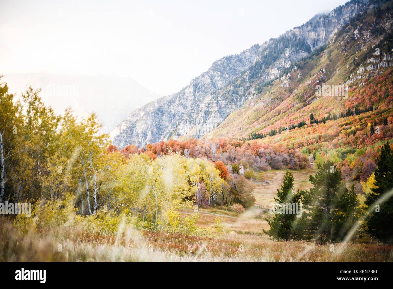 Lebhaftes Herbstlaub in einem Bergtal mit goldenen Bäumen und dramatischen felsigen Hängen, die während der Herbstsaison in warmem Licht erfasst werden. Stockfoto