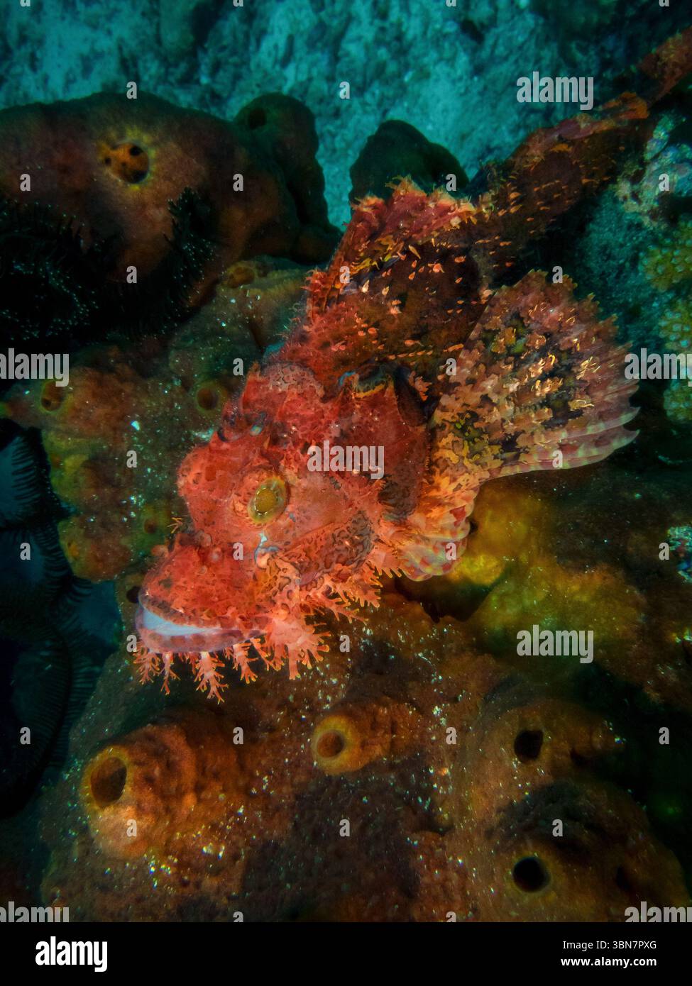 Ein getarnter bärtiger Skorpionfisch, der sich in den Gewässern von weh Island, Sumatra, Indonesien, in das Korallenriff einfügt Stockfoto