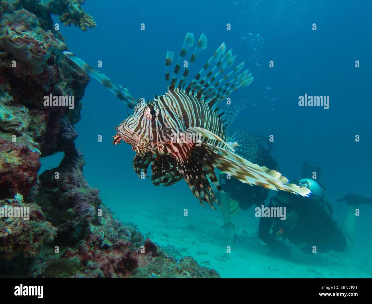 Nahaufnahme von Löwenfischen (Pterois), die in der Nähe von Korallenriffen mit Tauchern im Hintergrund in tropischen Gewässern von Raja Ampat, Indonesien schwimmen. Stockfoto