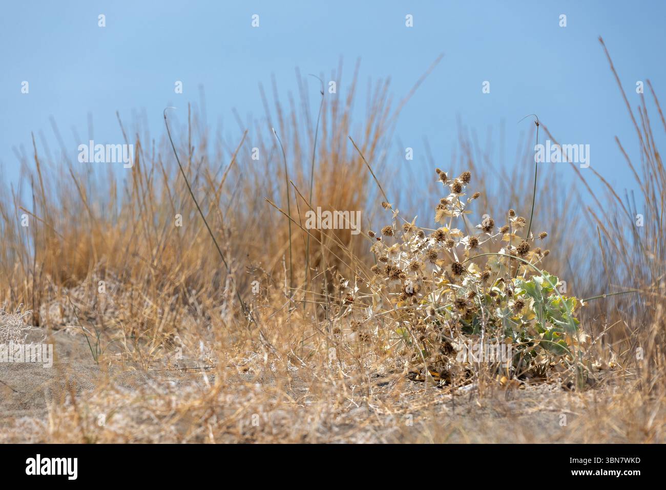 Sonnendurchflutetes, getrocknetes Gras und wilde Pflanzen auf einem trockenen Boden, vor einem klaren blauen Himmel, schaffen eine ruhige und warme natürliche Szene. Eryngium Stockfoto
