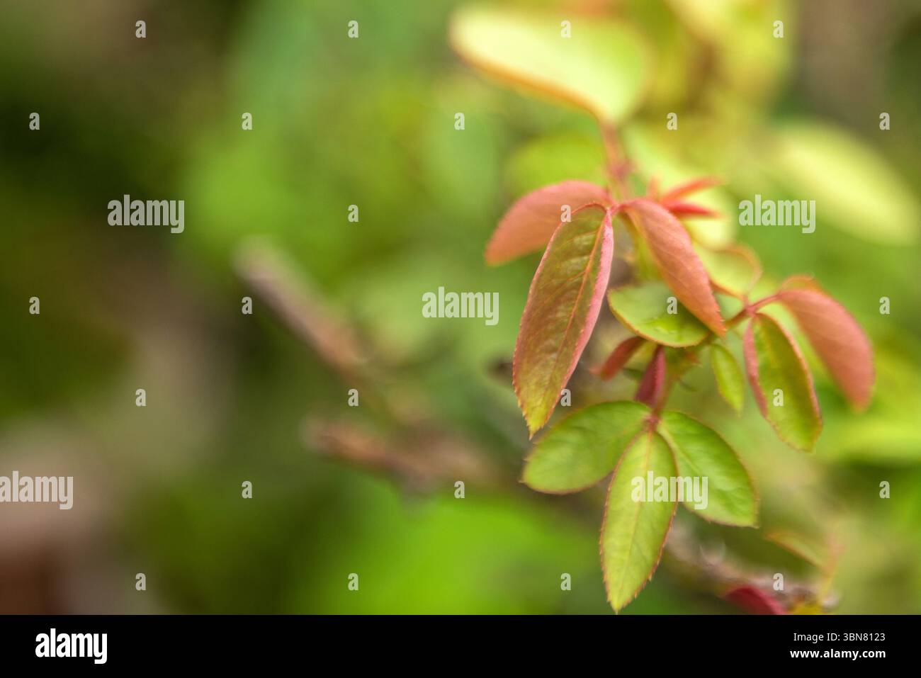 Weiche selektive Fokussierung auf Neublattwachstum im Sommer Stockfoto