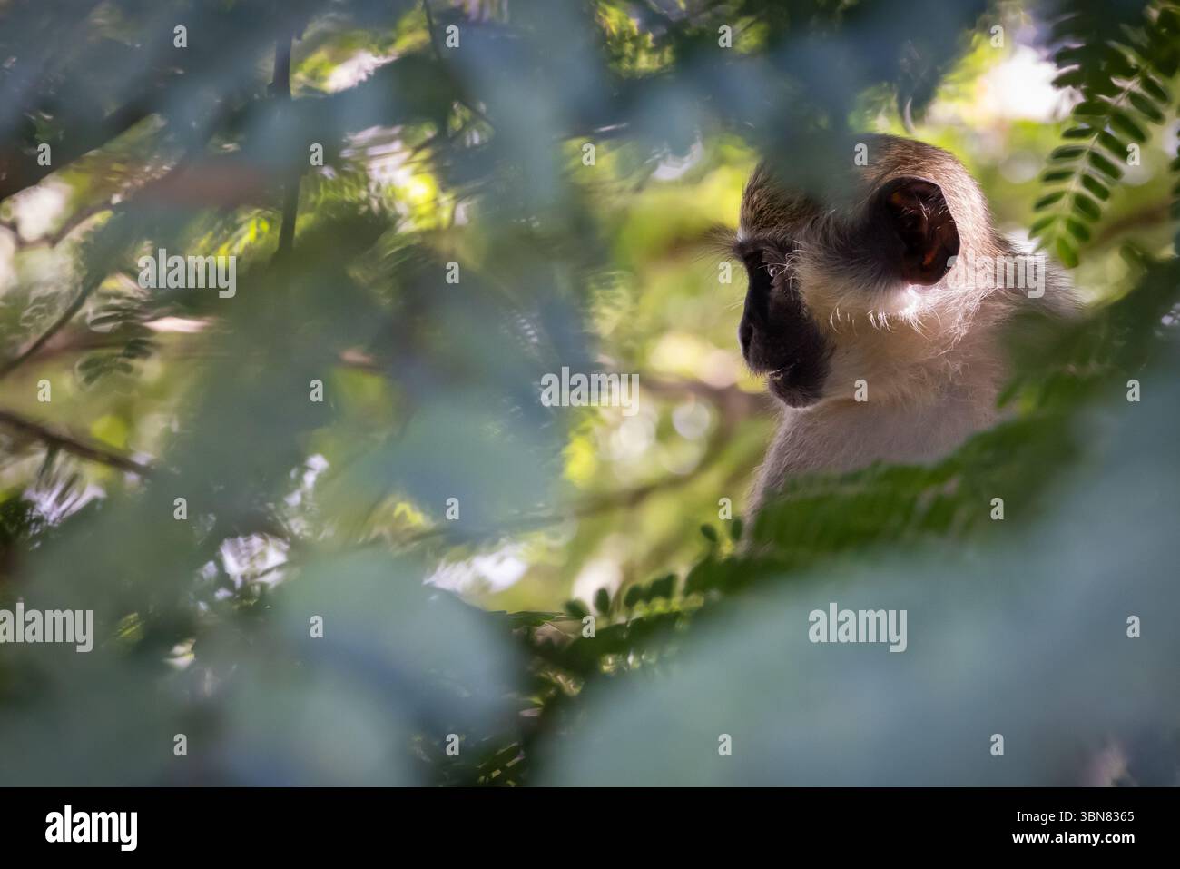 Green Vervet Monkey auf St. Kitts und Nevis, Karibik Stockfoto