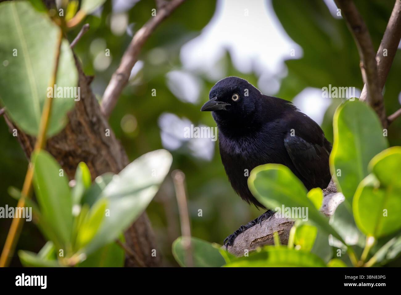 Karibengrackle sitzt in einem Baum auf der Insel Saint Martin, Kleinen antillen Stockfoto