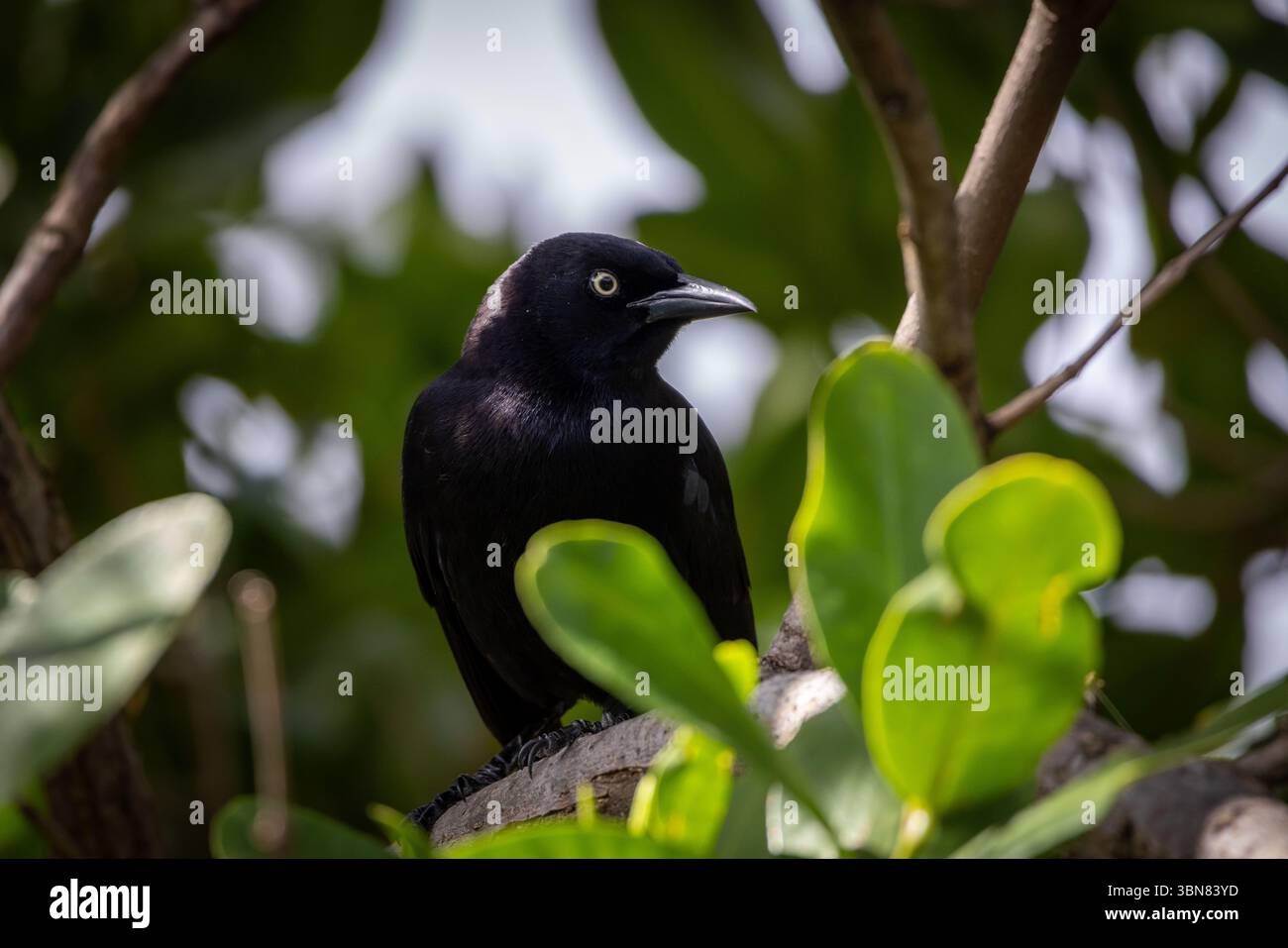 Karibengrackle sitzt in einem Baum auf der Insel Saint Martin, Kleinen antillen Stockfoto