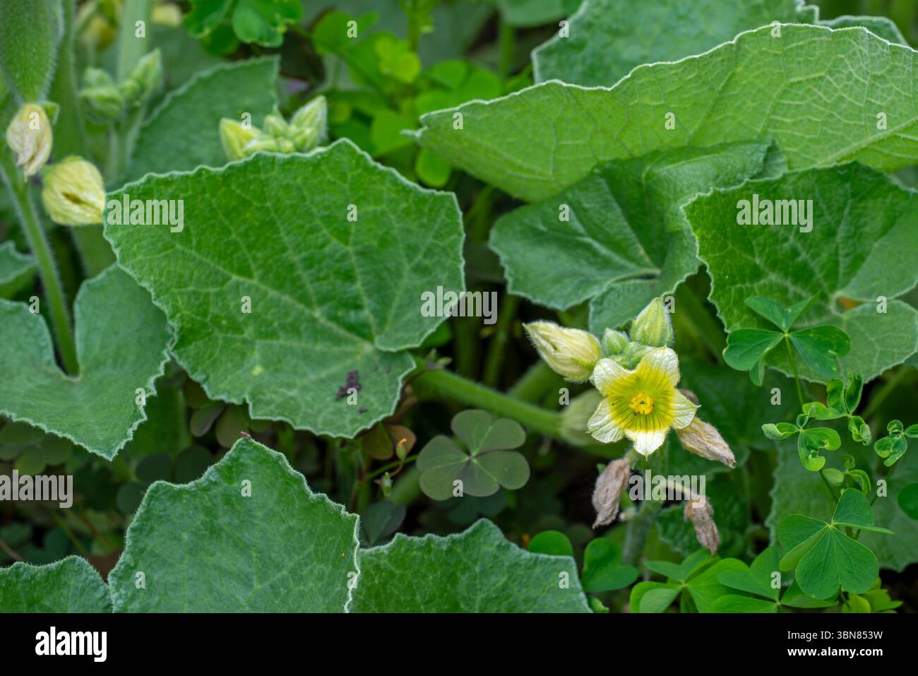 Spritzende Gurke / Noli me tangere / Touch-me-not (Ecballium elaterium) Nahaufnahme von Blüte und Blättern im Spätherbst / Frühsommer Stockfoto