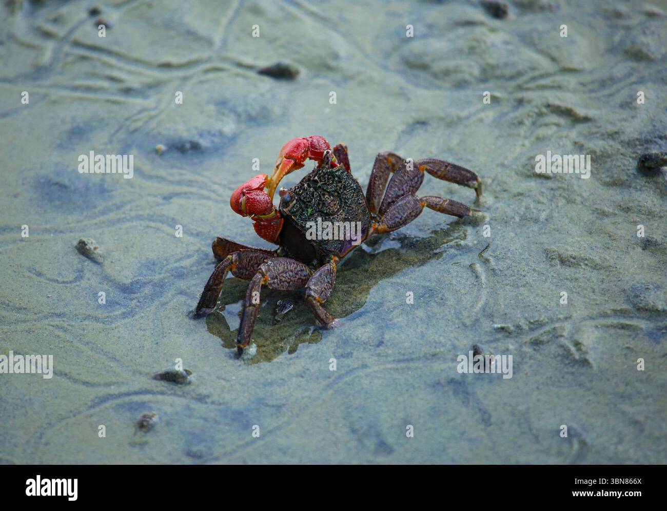 Faszinierende Krabbe in ihrem natürlichen Lebensraum mit ihren markanten Klauen. Sie spielen eine entscheidende Rolle bei der Aufrechterhaltung des Gleichgewichts im Mangrovenökosystem Stockfoto