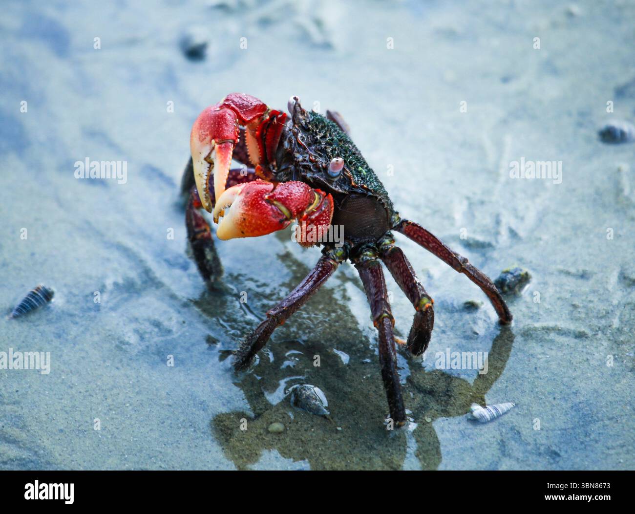 Faszinierende Krabbe in ihrem natürlichen Lebensraum mit ihren markanten Klauen. Sie spielen eine entscheidende Rolle bei der Aufrechterhaltung des Gleichgewichts im Mangrovenökosystem. Stockfoto