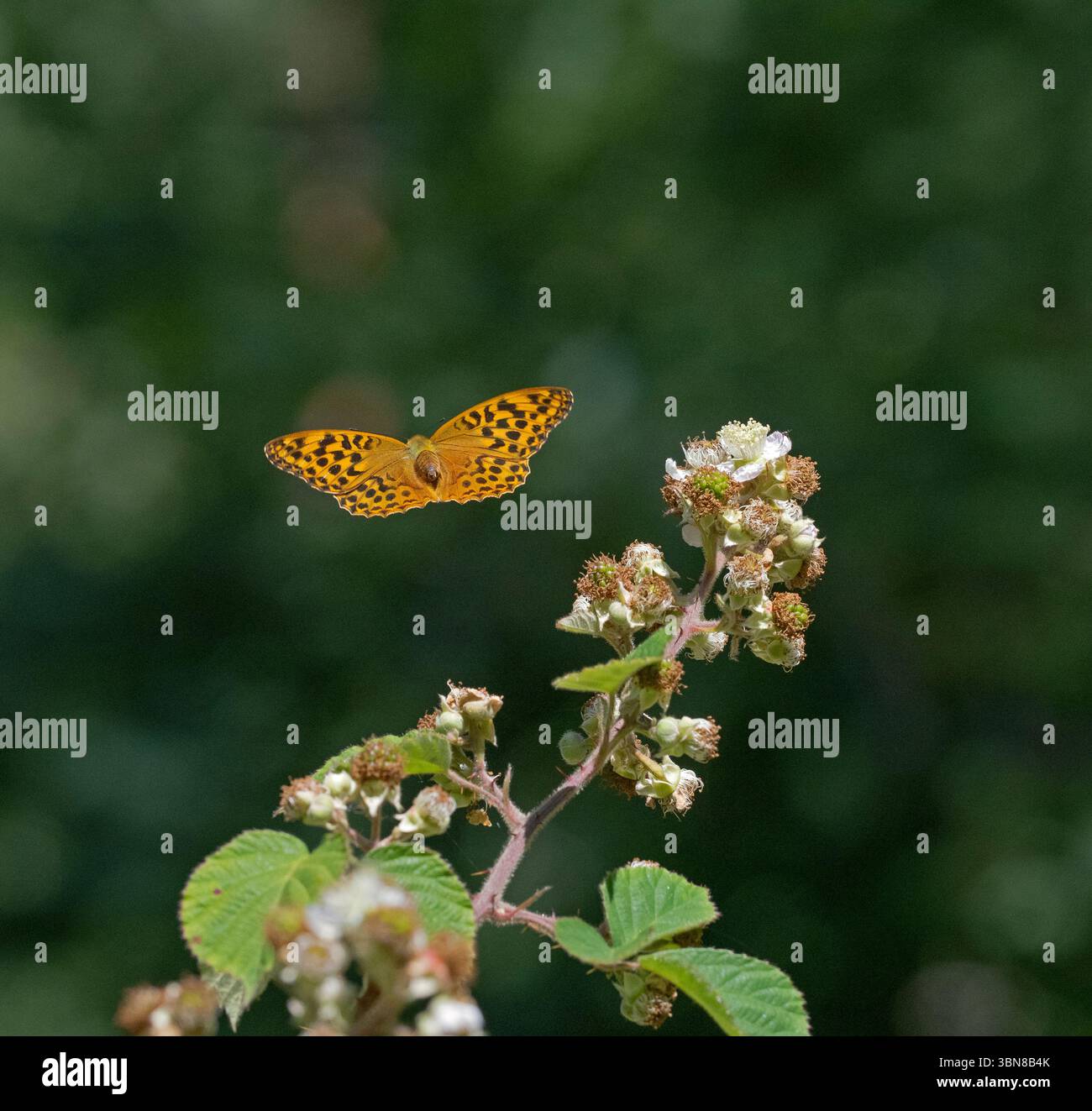 Silbergewaschene, fritillarische Argynnis Paphia im Wald von Norfolk im Juni Sommer Stockfoto