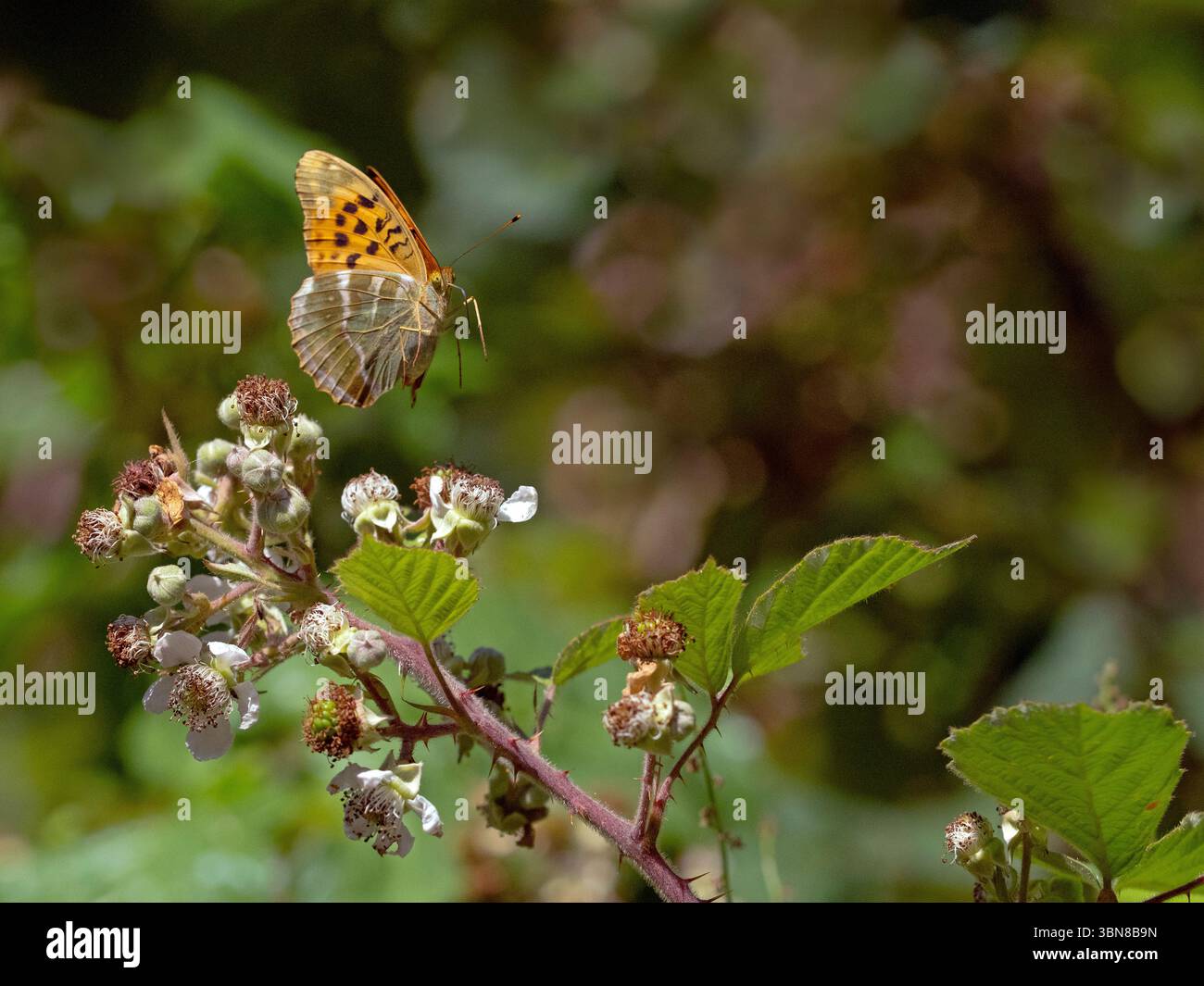 Silbergewaschene, fritillarische Argynnis Paphia im Wald von Norfolk im Juni Sommer Stockfoto
