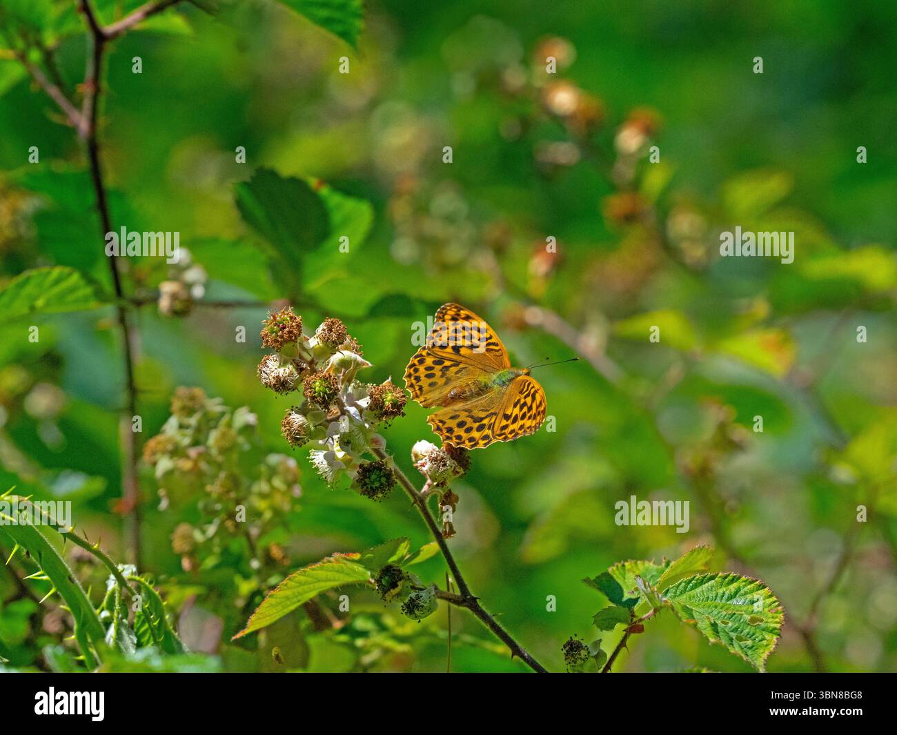 Silbergewaschene, fritillarische Argynnis Paphia im Wald von Norfolk im Juni Sommer Stockfoto