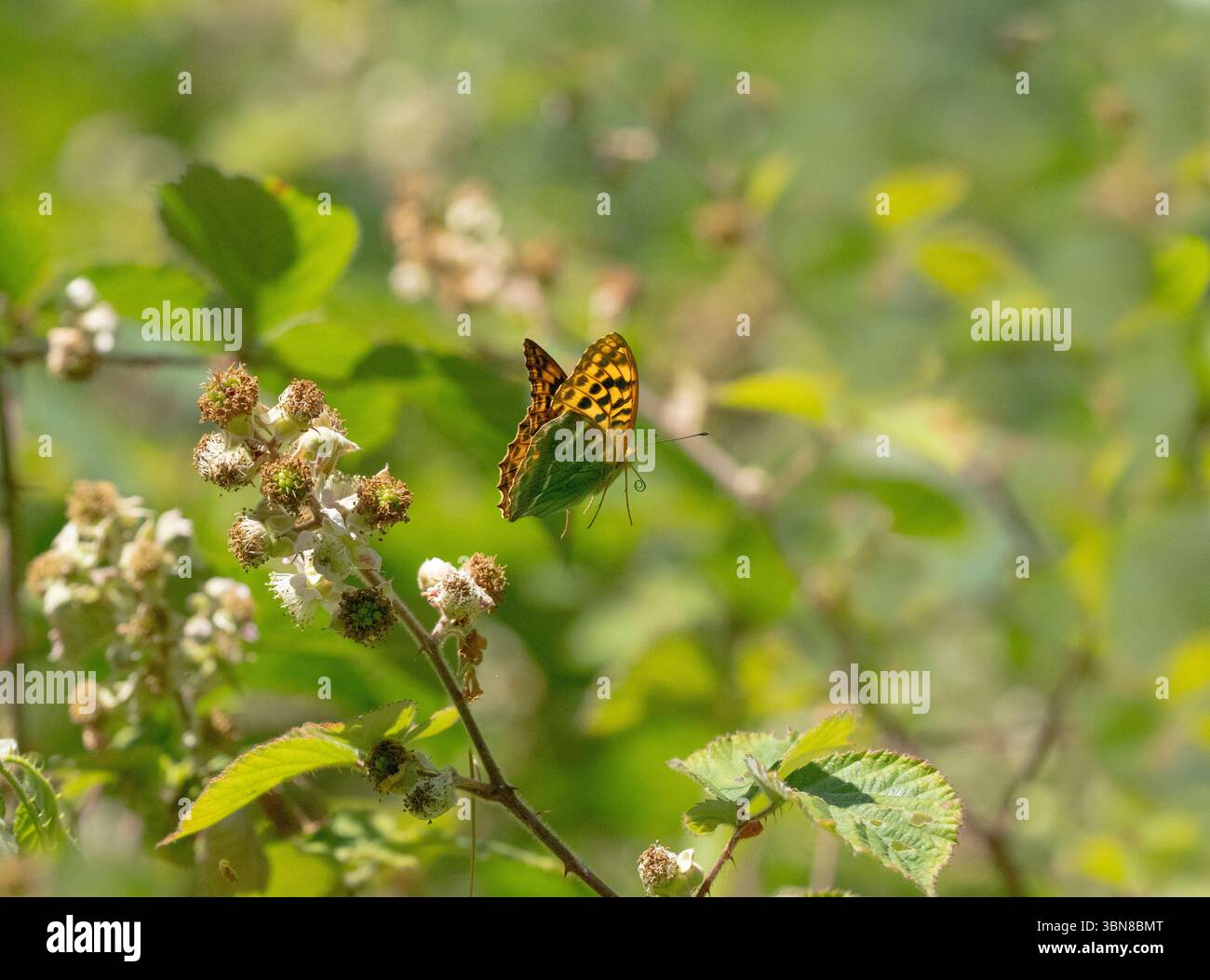 Silbergewaschene, fritillarische Argynnis Paphia im Wald von Norfolk im Juni Sommer Stockfoto