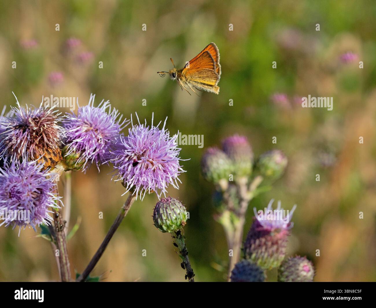 Kleiner Kapitän Thymelicus sylvestris im Flug Stockfoto