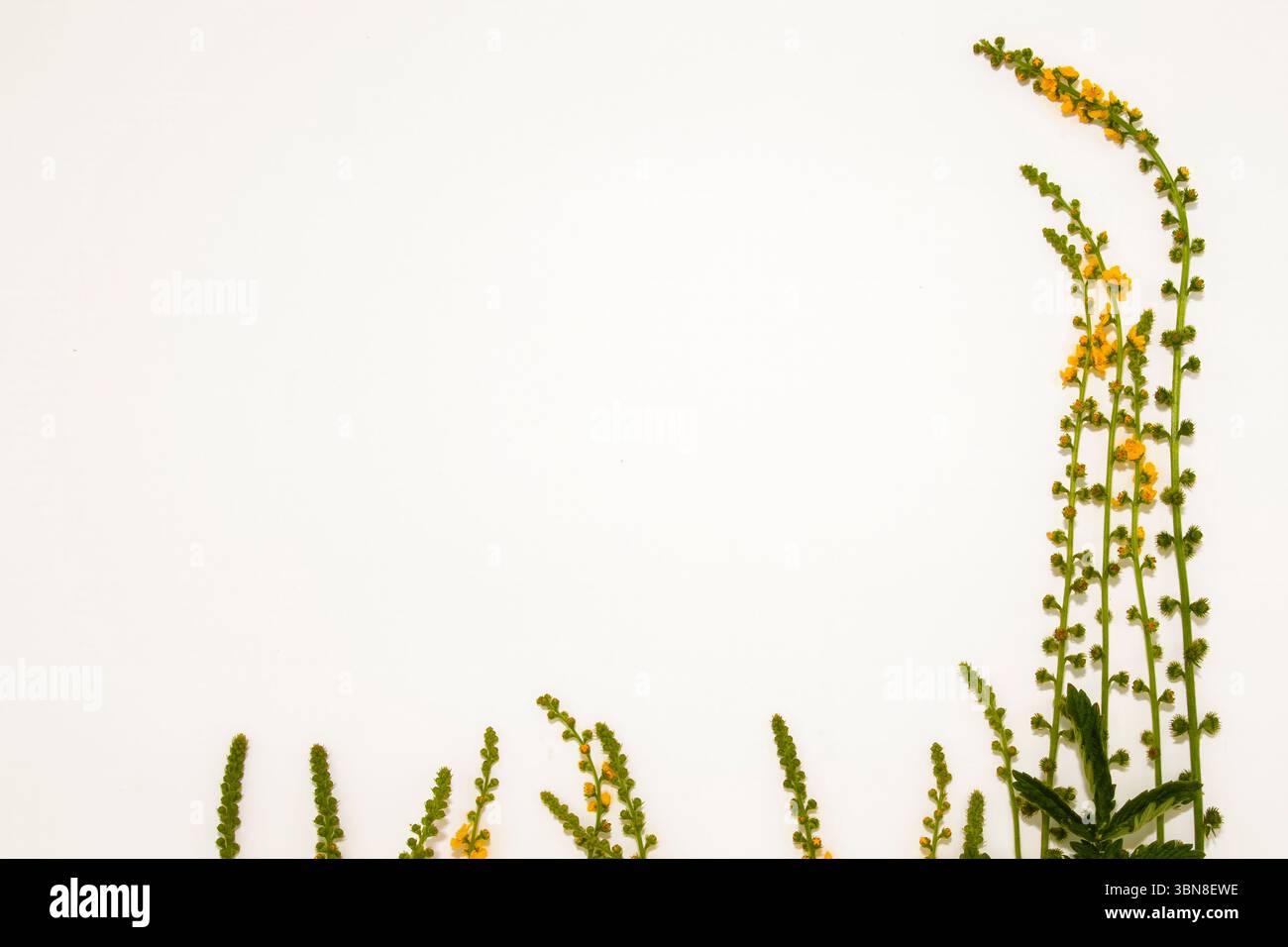 Gelbe Ackerblüten in minimalistischem Stil mit leeren Textflächen. Ideal für Mockups, Social-Media-Geschichten und Wellness-Designs. Stockfoto