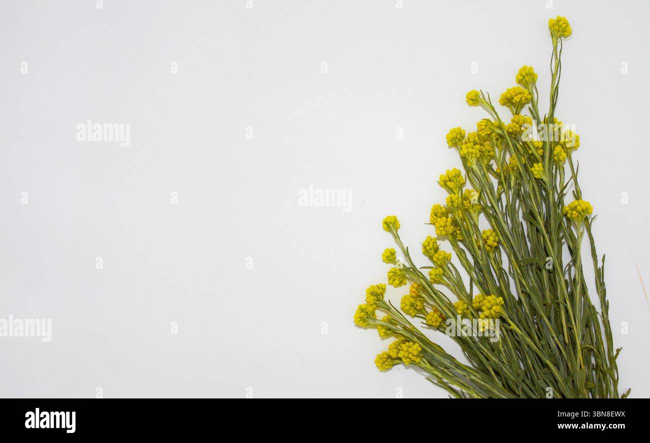Minimalistisches Arrangement von immortelle Blumen in der Ecke auf weißem Hintergrund, ideal für Social Media Mockups, Instagram Stories und Zitate Designs. Stockfoto