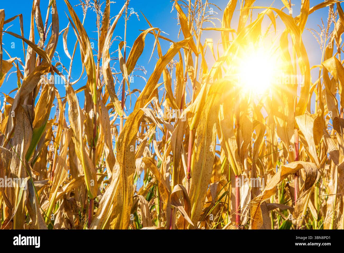 Glühende Sommerhitze über einem Maisfeld die Sonne mit glühender Sommerhitze steht über einem Maisfeld mit vertrockneten Pflanzen als Folge von Regenm Stockfoto