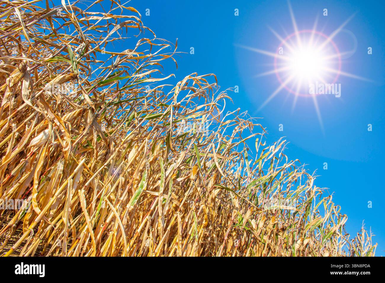 Glühende Sommerhitze über einem Maisfeld die Sonne mit glühender Sommerhitze steht über einem Maisfeld mit vertrockneten Pflanzen als Folge von Regenm Stockfoto