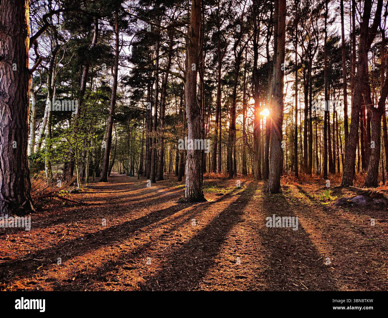 Ruhige Natur mit Blick auf den Kiefernwald bei Sonnenuntergang. Waldlandschaft mit Baumstämmen, Schatten in der Abenddämmerung Stockfoto