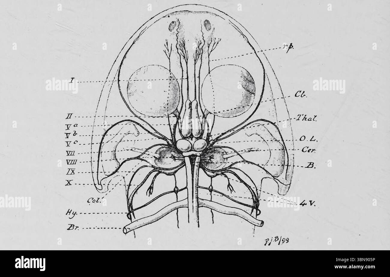 Das Gehirn, die Hirnnerven und der vordere Teil des Rückenmarks des Frosches seziert von der dorsalen Oberfläche. CB, Hirnhemisphären ; Thai , Thalamencephalon ; in der Mitte ist das Loch zu sehen, durch das der Stiel des Zirbelkörpers mit der Höhle des dritten Ventrikels kommuniziert; O L, Corpora bigemina (Mittelhirn); CER, Kleinhirn ; B, Bulb oder Medulla oblongata ; 4 V, vierter Ventrikel olfaktorisches oder erstes Hirnnervpaar ; II, Optikus, zweites Hirnnervenpaar ; VA, der Ophthalmiezweig des Trigeminus- oder fünften Hirnnervenpaares; Vb, der Oberkiefer-BH Stockfoto