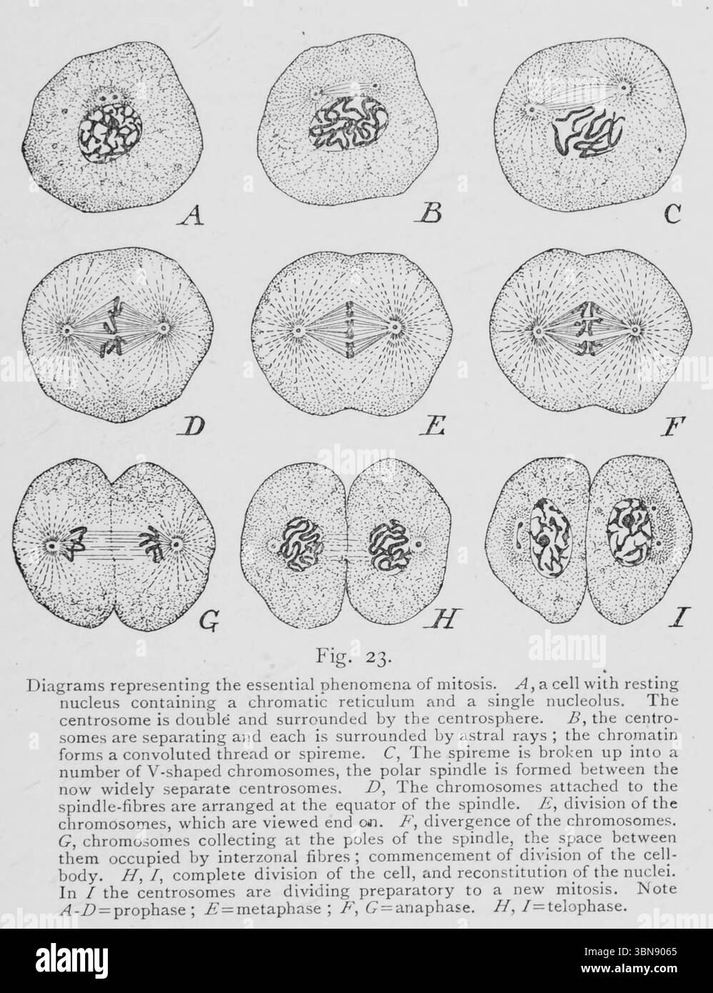 Diagramme der essentiellen Phänomene der Mitose Diagramme, die die essentiellen Phänomene der Mitose darstellen. A, eine Zelle mit ruhenden Kernen, die ein chromatisches Retikulum und einen einzelnen Nucleolus enthält. Das Zentrosom ist doppelt und von der Zentrosphäre umgeben. B, die Zentrosomen trennen sich und jedes ist von Astralstrahlen umgeben; das Chromatin bildet einen Faden oder Spireme. C, das Spireme wird in eine Reihe V-förmiger Chromosomen aufgespalten, die polare Spindel bildet sich zwischen den nun weit voneinander getrennten Zentrosomen. D sind die an den Spindelfasern befestigten Chromosomen am Äquator von angeordnet Stockfoto