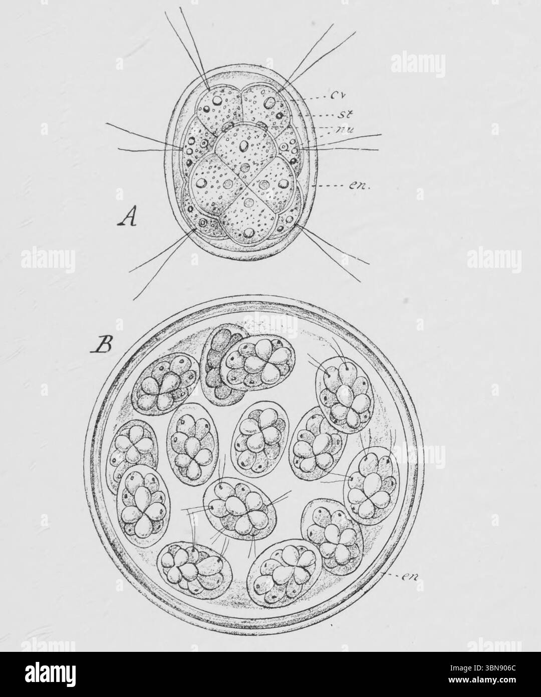 Pandorina morum. A, eine Kolonie von sechzehn Flagellzellen, die in einem gemeinsamen Kolonialumschlag eingeschlossen sind. B, eine Kolonie, in der die Zellen durch wiederholte Doppelteilung zu Tochterkolonien geführt haben, die noch in der gemeinsamen Kolonialhülle eingeschlossen sind ; cv, kontraktile Vakuum ; St, Stigma ; nu , Nucleus ; en, Kolonialumschlag. Aus dem Buch „an Introduction to the Study of the Comparative Anatomy of Animals“ von Bourne, Gilbert C. (Gilbert Charles), 1861-1933 erschien London 1900 Stockfoto