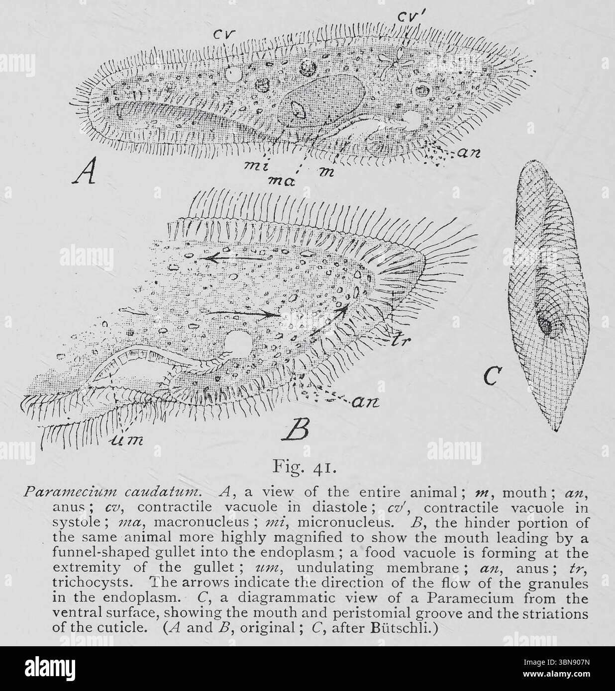 Paramecium caudatum. A, Ansicht des gesamten Tieres; m, Mund; an, Anus; cv, kontraktile Vakuole in der Diastole ; cv' , kontraktile Vakuole in der Systole ; mA, Makronukleus ; mi, Mikronukleus. B, der hinderliche Teil desselben Tieres, der stärker vergrößert ist, um den Mund zu zeigen, der durch eine trichterförmige Speiseröhre in das Endoplasma führt ; am Ende der Speiseröhre bildet sich eine Futtervakuole ; ttm, wellige Membran ; an, Anus ; tr, Trichocysten. Die Pfeile zeigen die Flussrichtung des Granulats im Endoplasma an. C, eine schematische Ansicht eines Parameciums von der ventralen Oberfläche, die den Mund zeigt Stockfoto