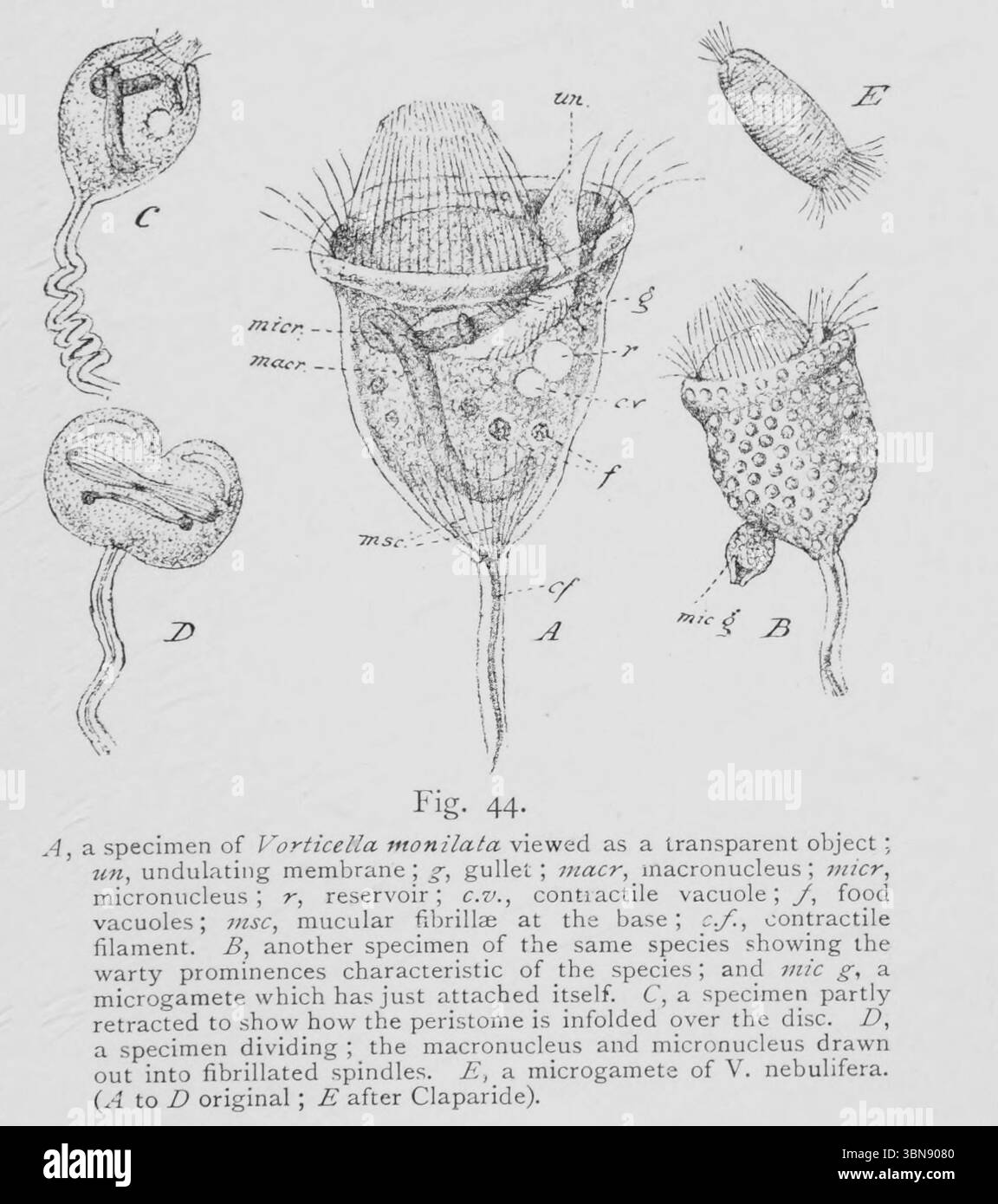 A, ein Exemplar von Vorticella monila, das als transparentes Objekt betrachtet wird ; Zinn, wellige Membran ; g, Speiseröhre ; Macr, Macronucleus ; Mikr, Mikronucleus; r, Reservoir; c.v., zusammenhängende Vakuole;/, Nahrungsvakuolen; msc, Schleimfibrillen an der Basis; c.f., kontraktile Filament. B, ein weiteres Exemplar derselben Art, das die für diese Art charakteristischen Warzen zeigt, und MIC g , ein Mikrogamete, das sich gerade selbst anhaftete. C, eine Probe, die teilweise zurückgezogen wird, um zu zeigen, wie das Peristom über der Bandscheibe eingeklappt ist. D, eine Probe, die sich teilt; der Makronukleus und der Mikronukleus werden zu flimmern herausgezogen Stockfoto